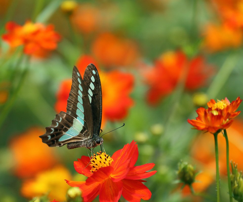 Обои цветы, природа, бабочка, крылья, flowers, nature, butterfly, wings разрешение 2048x1365 Загрузить