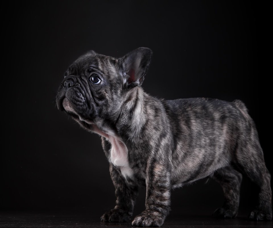 Обои собака, щенок, позирование, французский бульдог, dog, puppy, posing, french bulldog разрешение 4640x2990 Загрузить