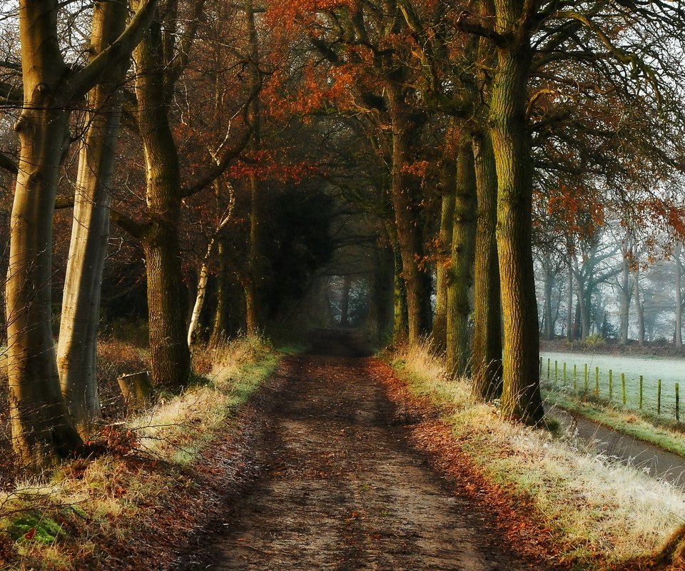 Обои дорога, деревья, природа, осень, road, trees, nature, autumn разрешение 1920x1280 Загрузить