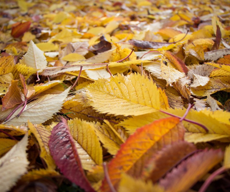 Обои природа, листья, листва, осень, осенние листья, nature, leaves, foliage, autumn, autumn leaves разрешение 2560x1707 Загрузить