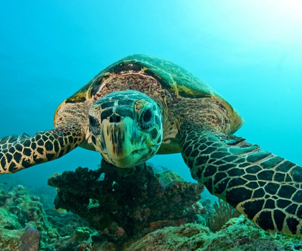 Обои вода, черепаха, плавание, подводный мир, water, turtle, swimming, underwater world разрешение 2048x1360 Загрузить