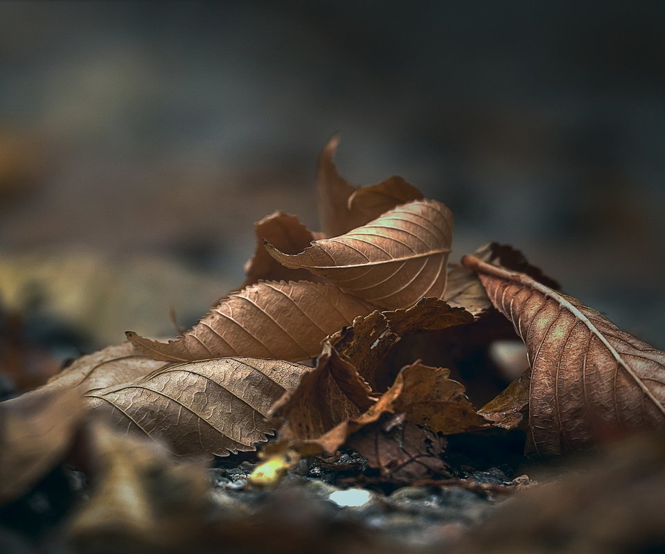 Обои природа, листья, макро, осень, nature, leaves, macro, autumn разрешение 2036x1091 Загрузить