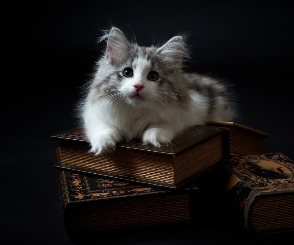 Обои фон, кот, мордочка, усы, кошка, взгляд, книги, котенок, background, cat, muzzle, mustache, look, books, kitty разрешение 2880x1922 Загрузить