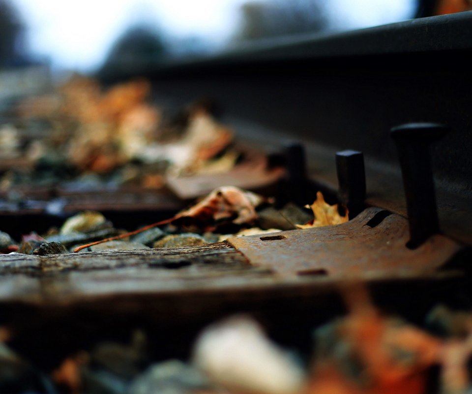 Обои железная дорога, рельсы, листья, макро, осень, railroad, rails, leaves, macro, autumn разрешение 2560x1706 Загрузить