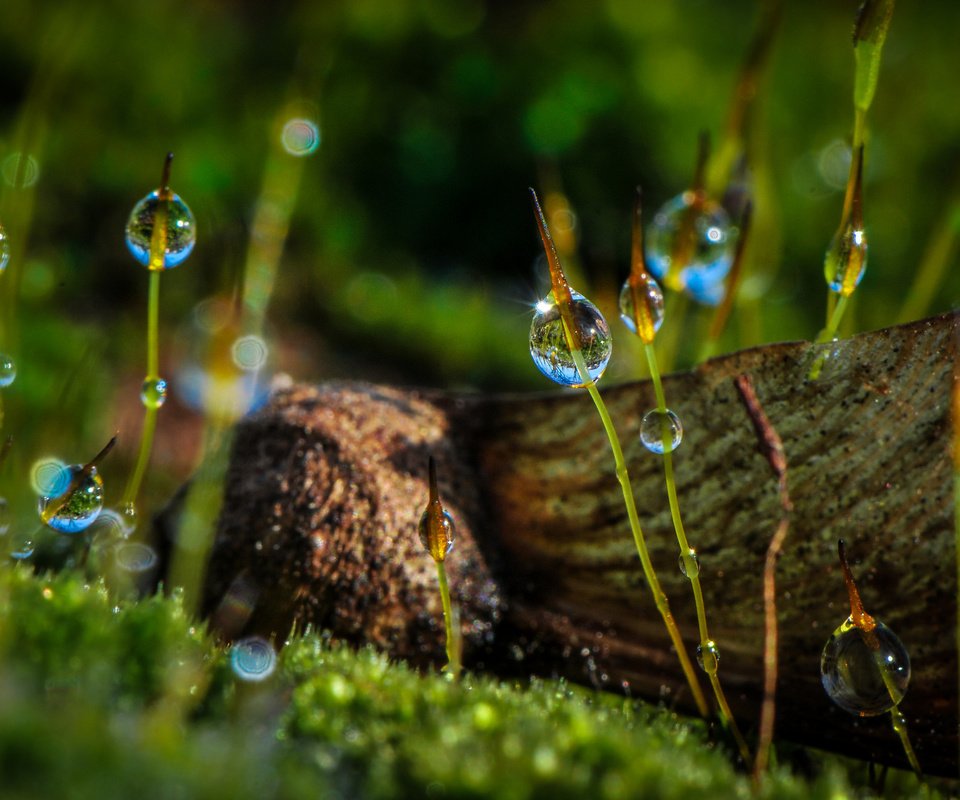 Обои макро, роса, капли, мох, растение, macro, rosa, drops, moss, plant разрешение 2048x1314 Загрузить