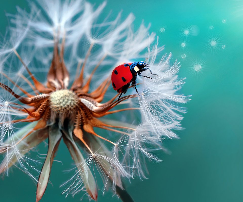 Обои жук, макро, божья коровка, одуванчик, beetle, macro, ladybug, dandelion разрешение 2048x1407 Загрузить