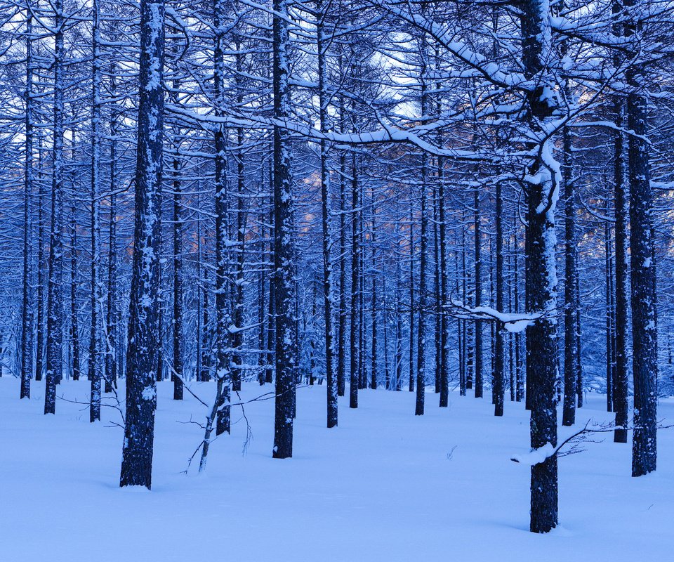 Обои деревья, снег, лес, зима, стволы, trees, snow, forest, winter, trunks разрешение 2048x1458 Загрузить