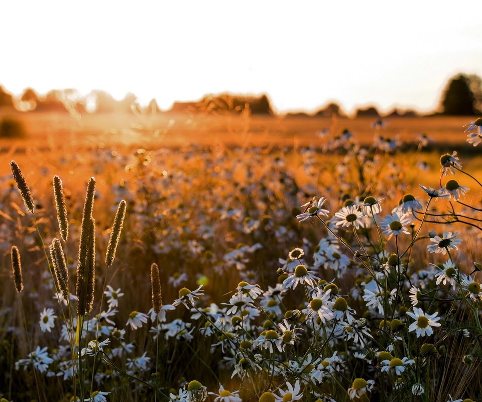 Обои цветы, поле, лето, ромашки, flowers, field, summer, chamomile разрешение 2560x1600 Загрузить