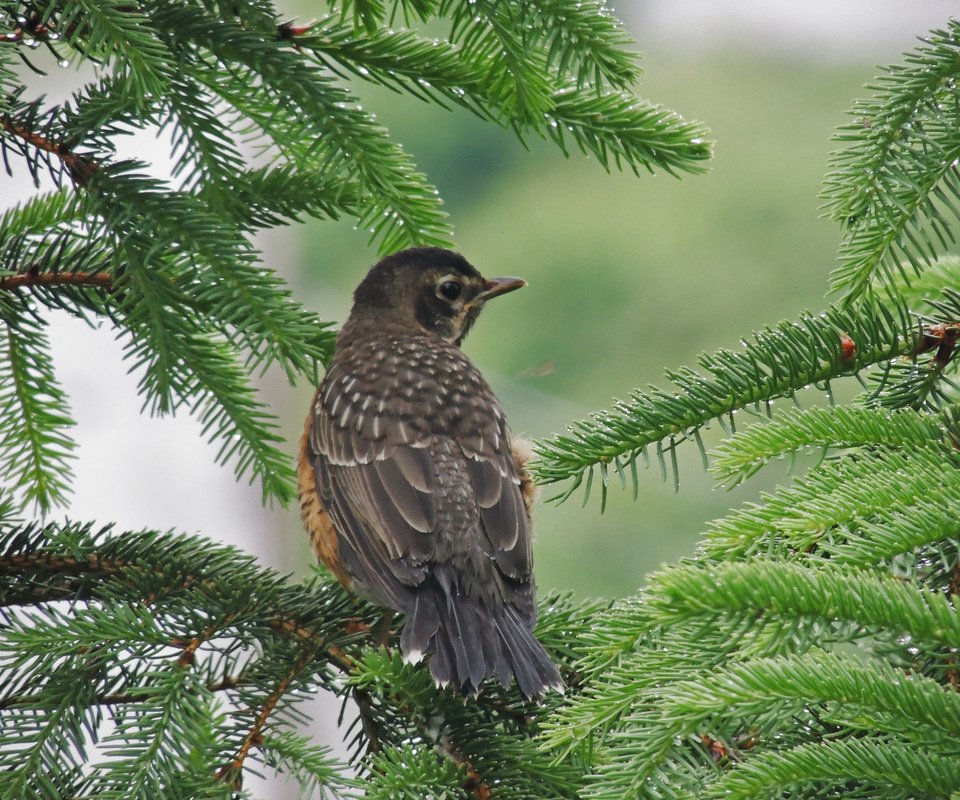 Обои природа, ветки, птица, клюв, ель, еловая ветка, nature, branches, bird, beak, spruce, spruce branch разрешение 2048x1536 Загрузить