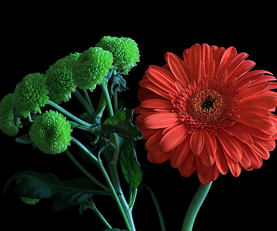 Обои цветы, макро, гербера, флора, flowers, macro, gerbera, flora разрешение 4943x3247 Загрузить