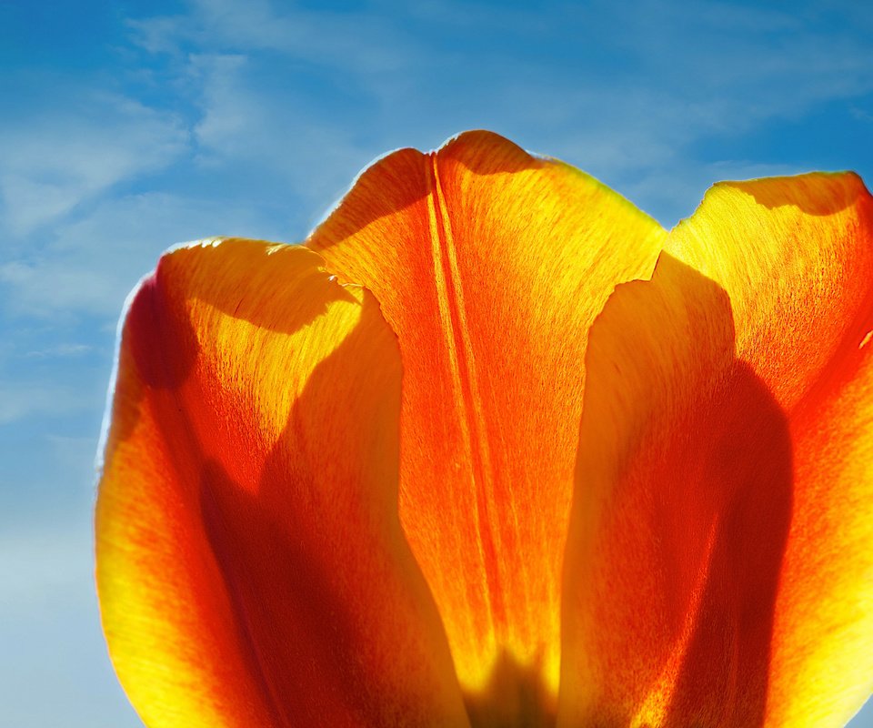Обои небо, цветок, лепестки, тюльпан, the sky, flower, petals, tulip разрешение 2048x1365 Загрузить