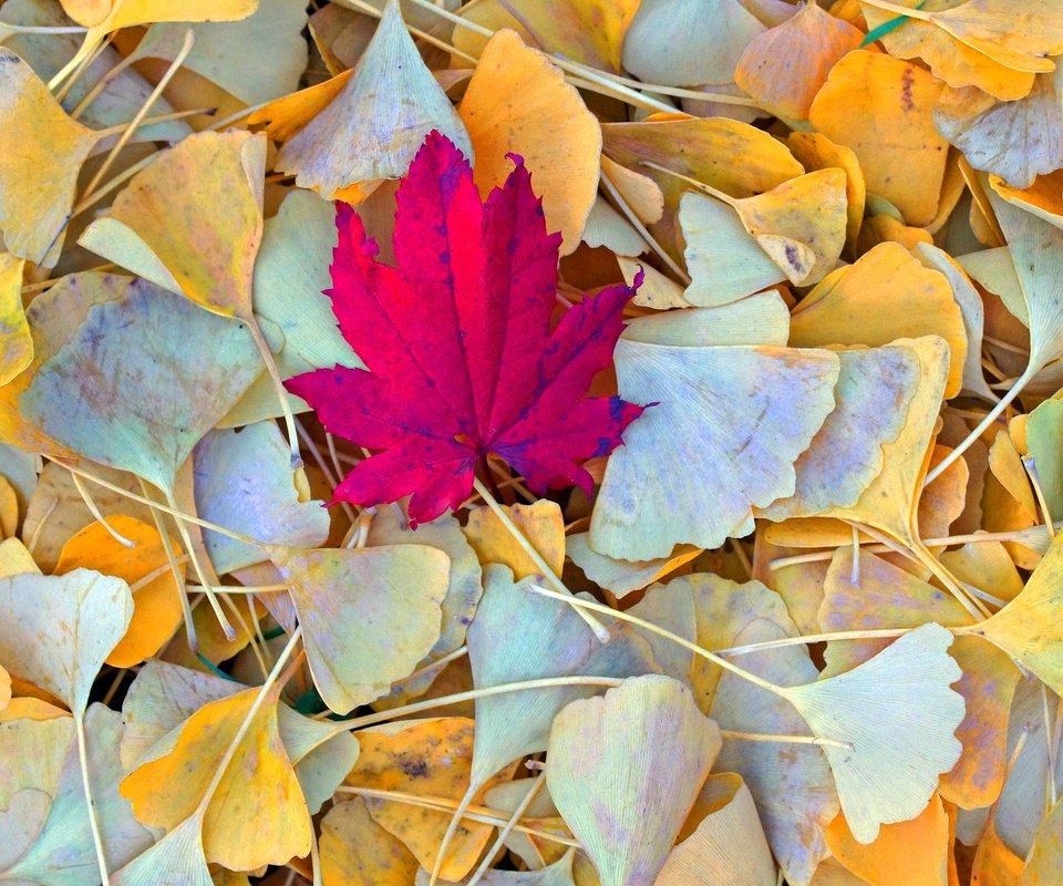 Обои природа, листья, осень, nature, leaves, autumn разрешение 2048x1368 Загрузить