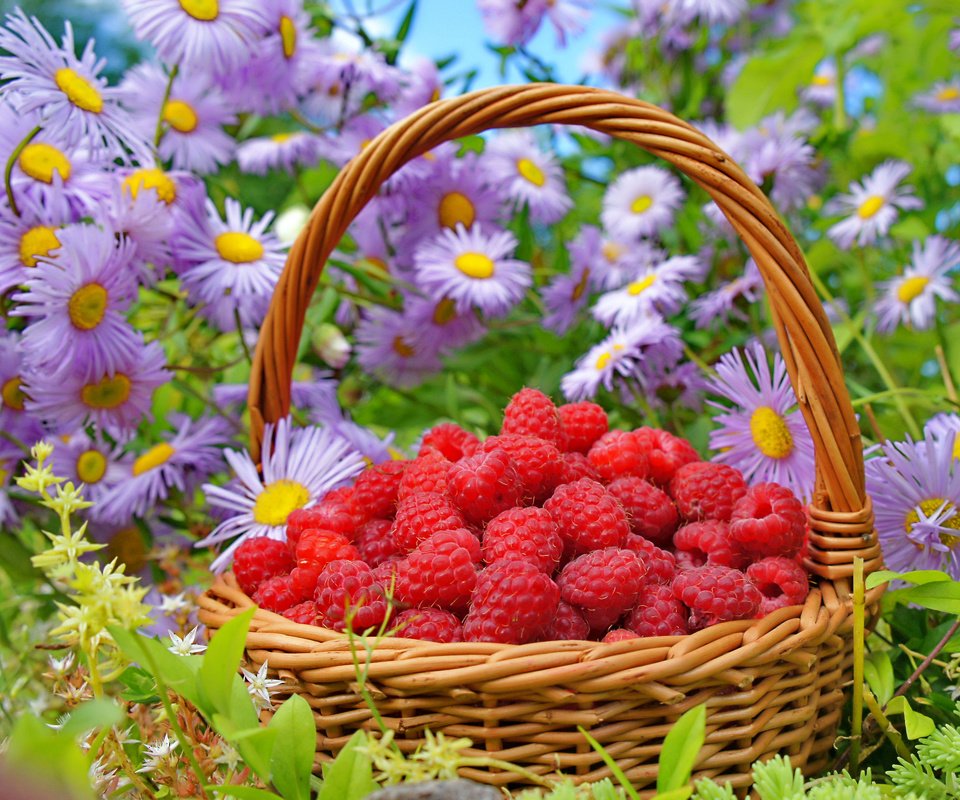 Обои цветы, природа, малина, лето, ягода, корзина, flowers, nature, raspberry, summer, berry, basket разрешение 3250x2358 Загрузить