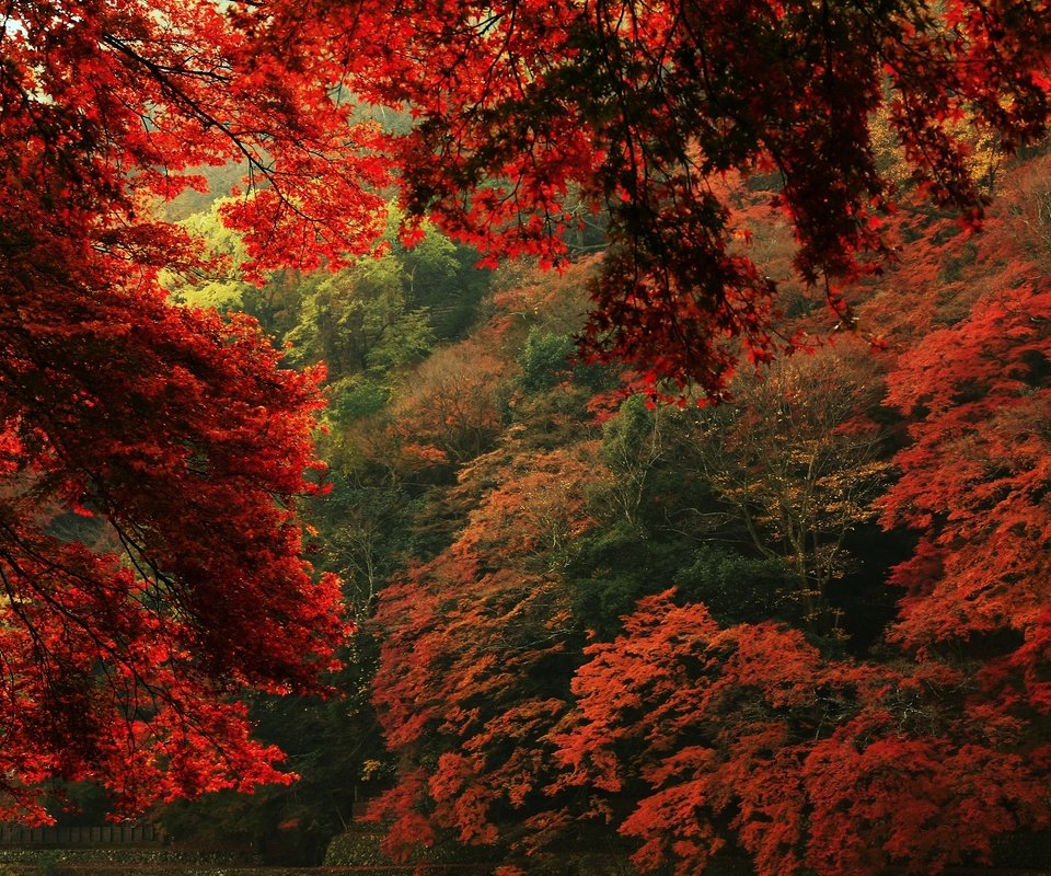 Обои деревья, природа, листья, вид, осень, trees, nature, leaves, view, autumn разрешение 2880x1629 Загрузить