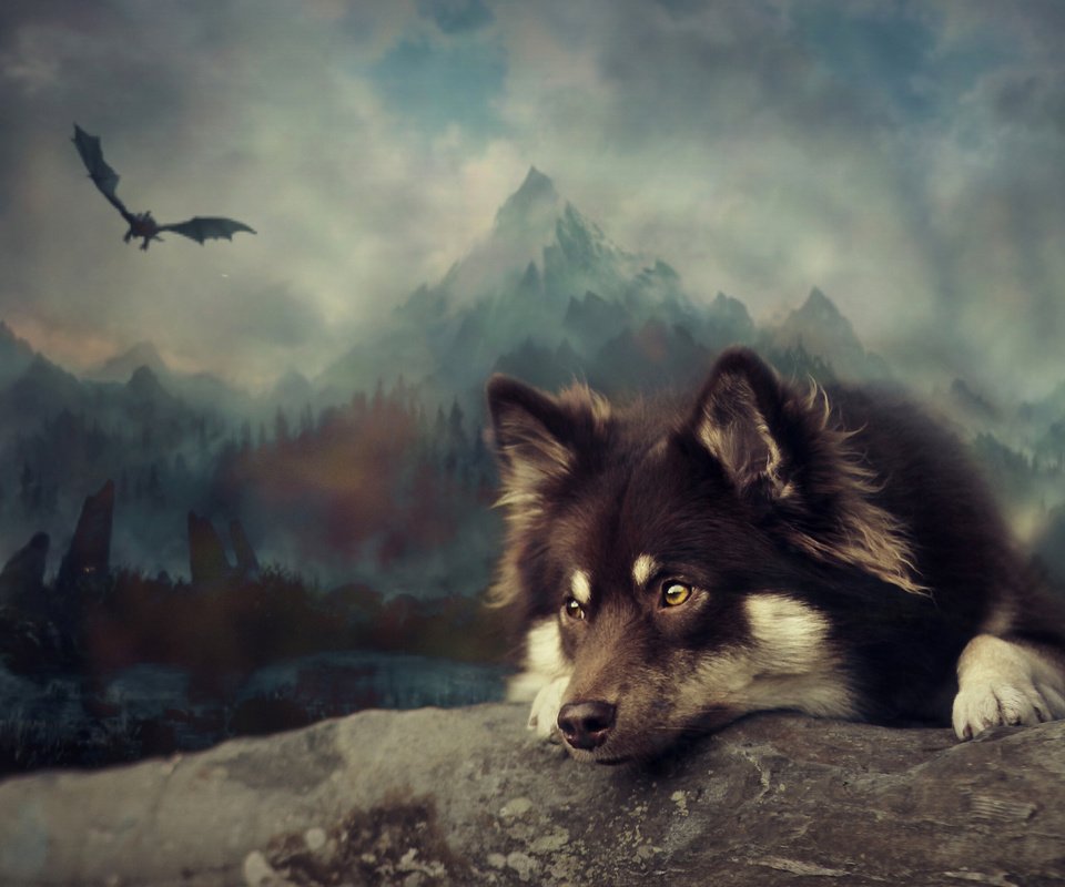 Обои арт, собака, финский лаппхунд, art, dog, finnish lapphund разрешение 3249x1959 Загрузить