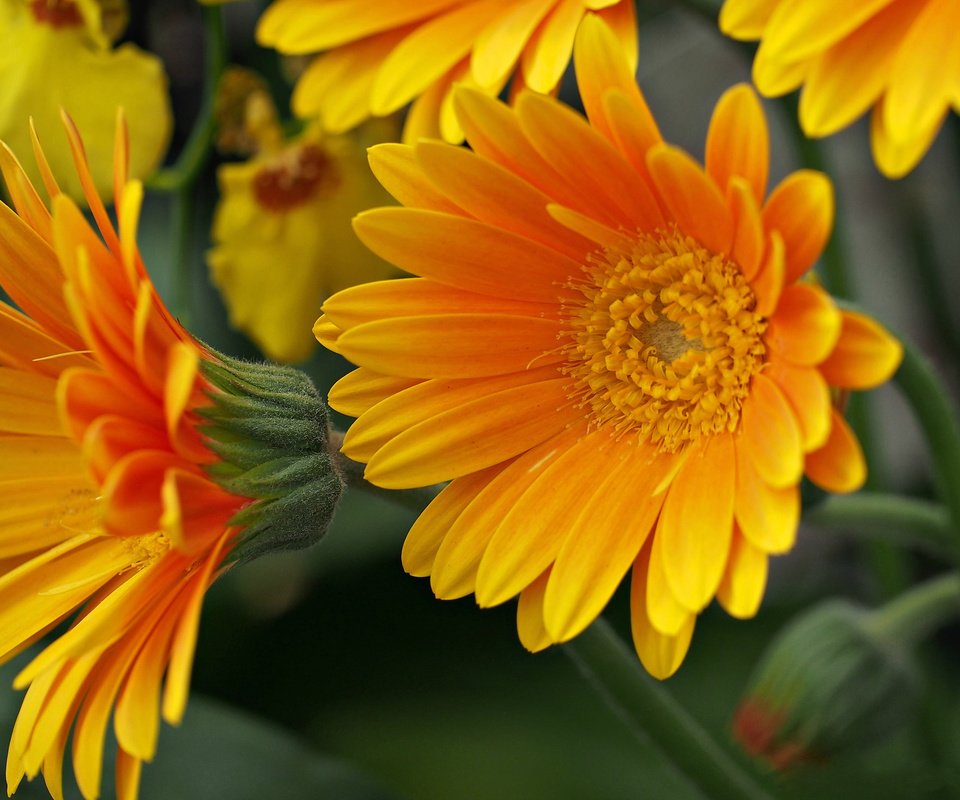 Обои цветы, макро, лепестки, желтые, flowers, macro, petals, yellow разрешение 2048x1462 Загрузить