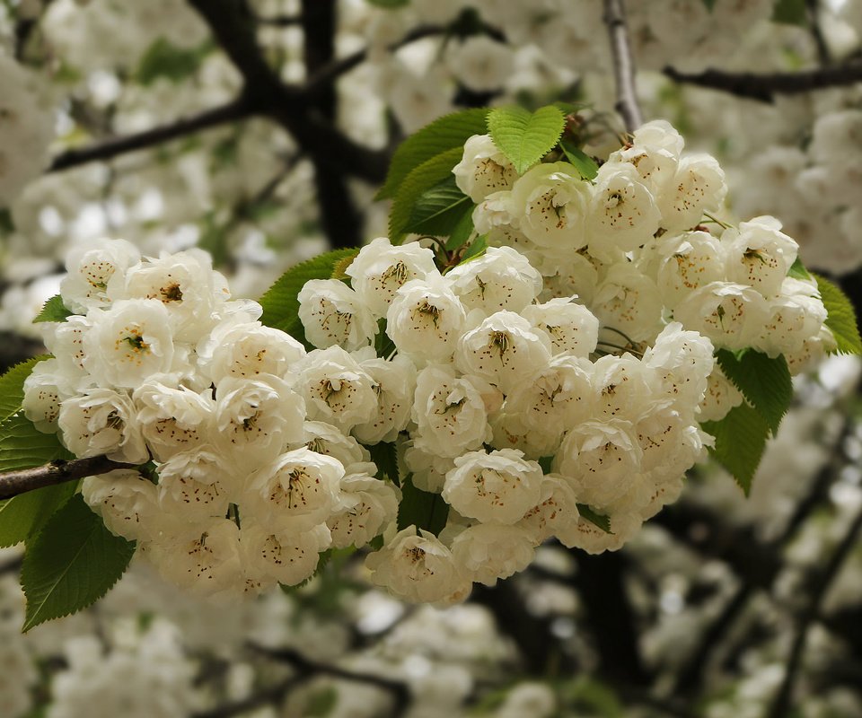 Обои ветка, цветение, весна, вишня, цветки, branch, flowering, spring, cherry, flowers разрешение 2048x1271 Загрузить