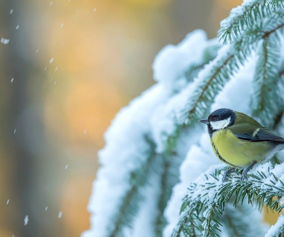 Обои снег, дерево, зима, птица, ель, синица, еловая ветка, snow, tree, winter, bird, spruce, tit, spruce branch разрешение 1920x1170 Загрузить