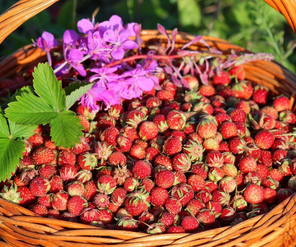 Обои клубника, корзина, ягоды, луговая, strawberry, basket, berries, meadow разрешение 2700x1800 Загрузить