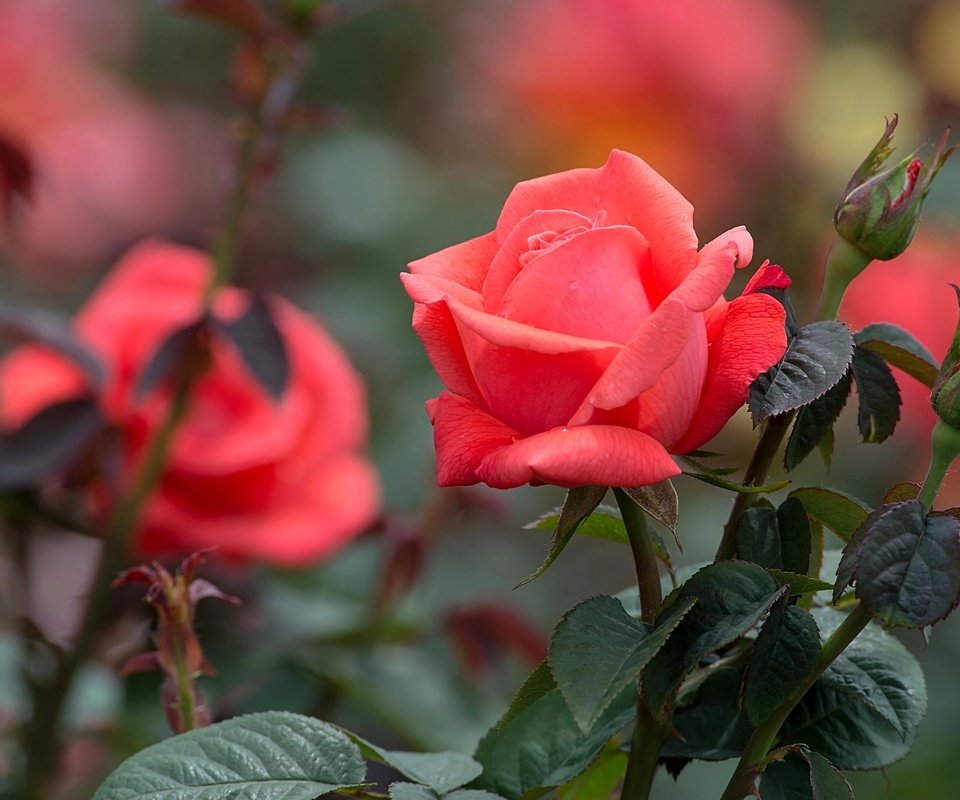 Обои роза, лепестки, бутон, rose, petals, bud разрешение 2048x1295 Загрузить