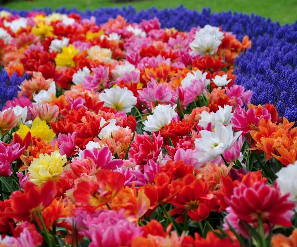 Обои цветы, парк, тюльпаны, гиацинты, flowers, park, tulips, hyacinths разрешение 2048x1360 Загрузить
