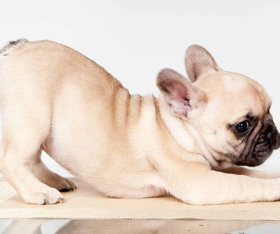 Обои поза, щенок, французский бульдог, pose, puppy, french bulldog разрешение 3000x1804 Загрузить