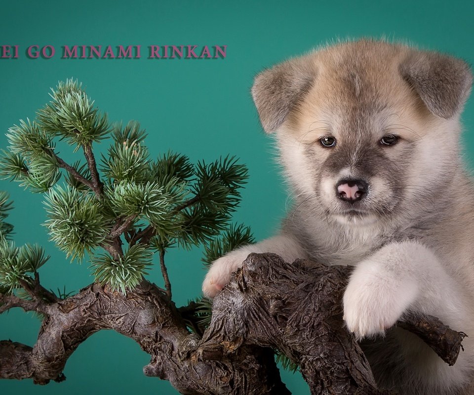 Обои дерево, щенок, бежевый, бонсай, японская акита, tree, puppy, beige, bonsai, japanese akita разрешение 3000x1923 Загрузить