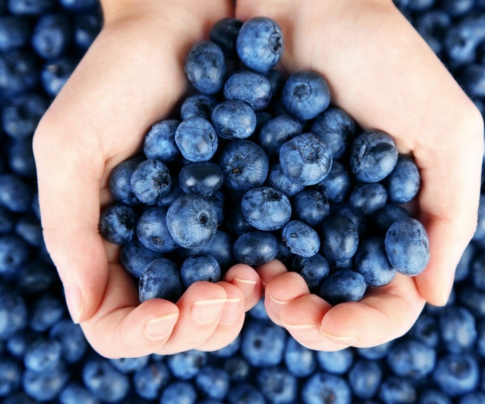 Обои ягоды, лесные ягоды, черника, парное, черничный, berries, blueberries, fresh, blueberry разрешение 2880x1920 Загрузить
