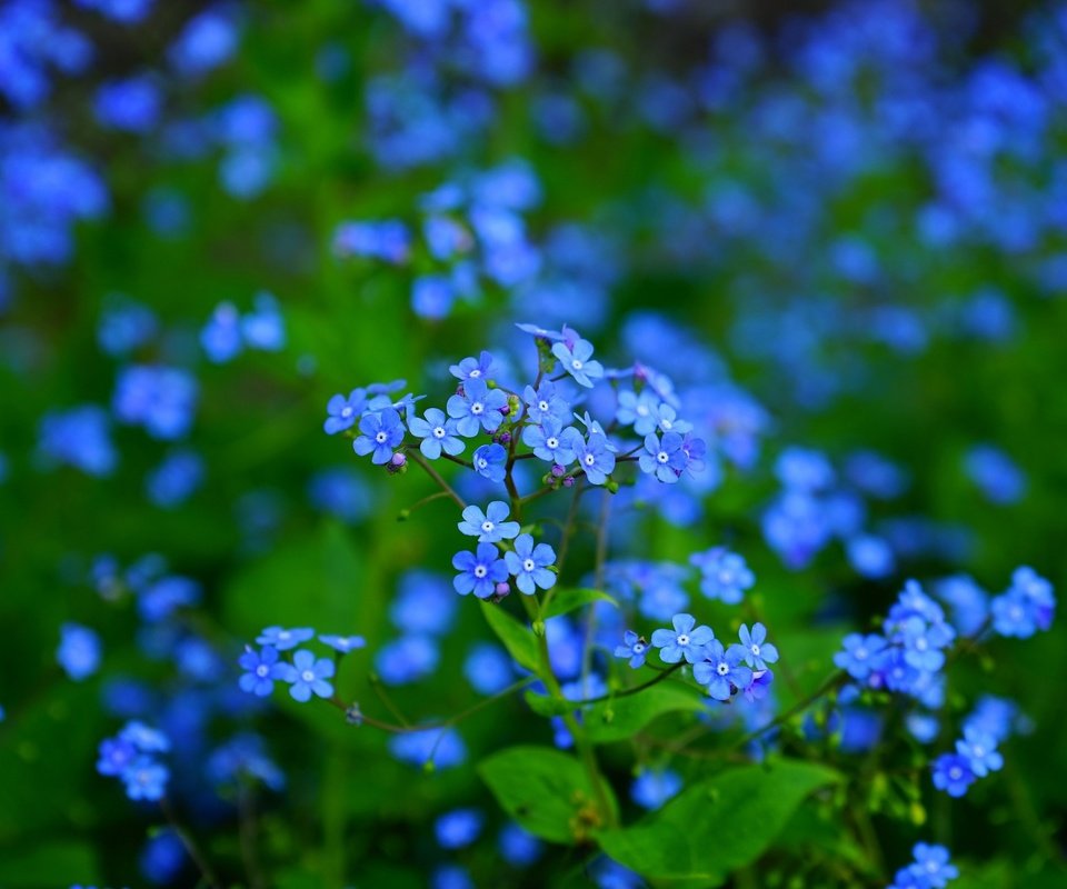 Обои цветы, листья, макро, лепестки, размытость, незабудки, синие, flowers, leaves, macro, petals, blur, forget-me-nots, blue разрешение 1920x1280 Загрузить