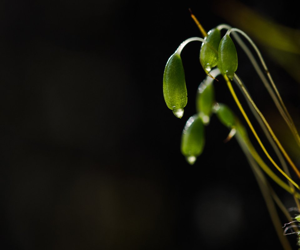 Обои природа, макро, капли, темный фон, мох, растение, росток, nature, macro, drops, the dark background, moss, plant, rostock разрешение 4592x2772 Загрузить