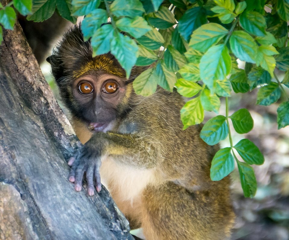 Обои дерево, листья, взгляд, обезьяна, примат, мартышка, tree, leaves, look, monkey, the primacy of разрешение 3000x1687 Загрузить