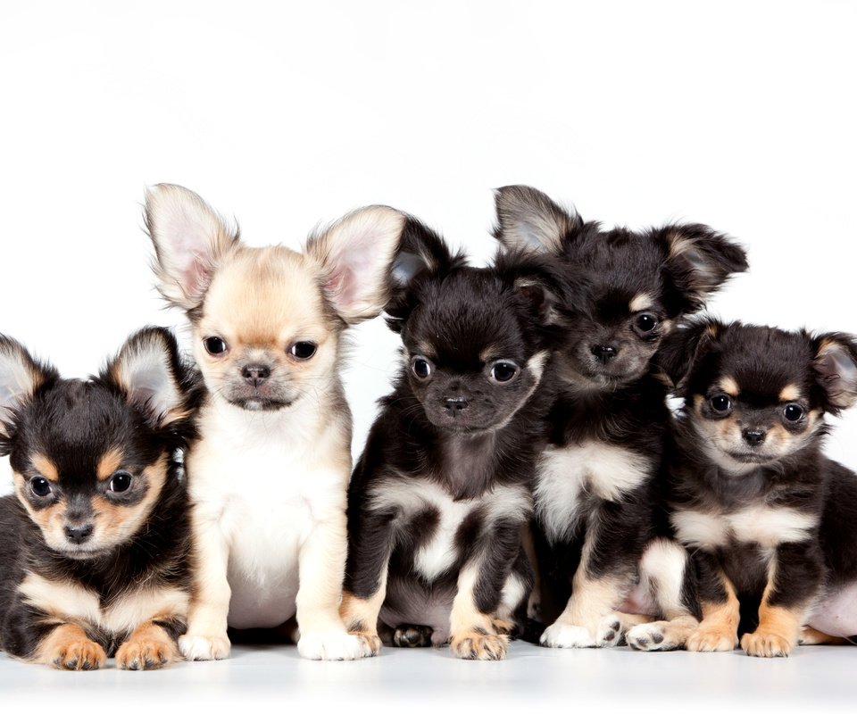 Обои щенки, милые, чихуахуа, квинтет, puppies, cute, chihuahua, quintet разрешение 3000x1911 Загрузить