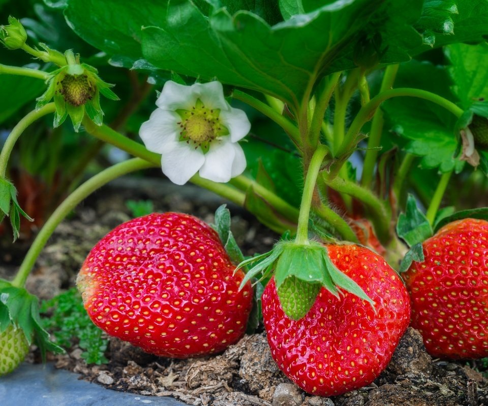 Обои листья, макро, клубника, ягоды, куст, leaves, macro, strawberry, berries, bush разрешение 2048x1365 Загрузить