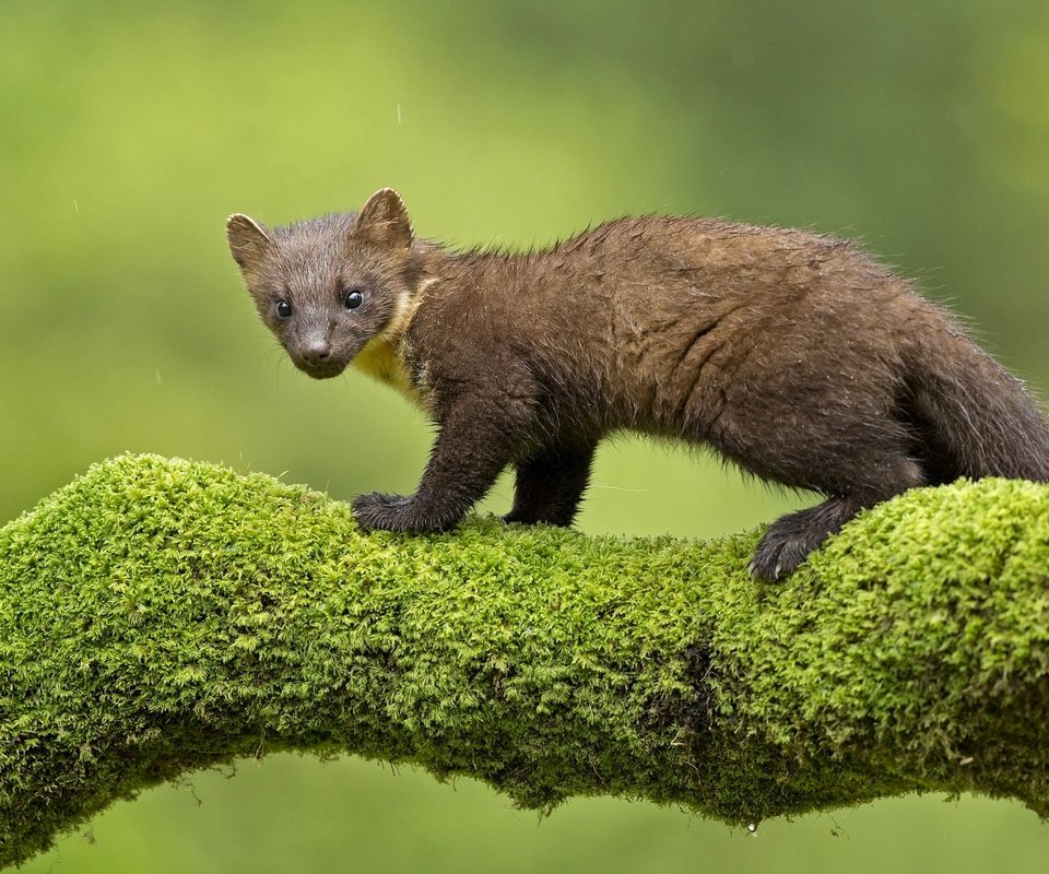 Обои ветка, мох, зверек, куница, branch, moss, animal, marten разрешение 2048x1295 Загрузить