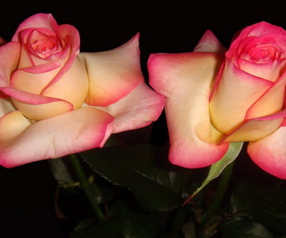 Обои цветы, фон, розы, бутон, черный фон, flowers, background, roses, bud, black background разрешение 1920x1080 Загрузить