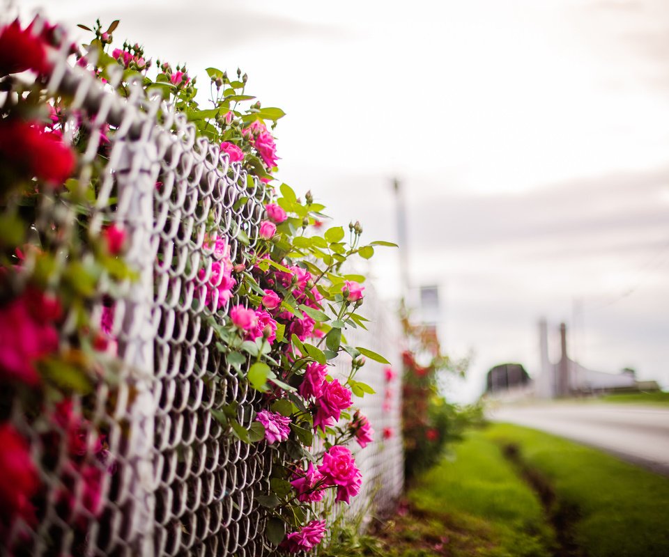 Обои цветы, фон, забор, flowers, background, the fence разрешение 2048x1365 Загрузить