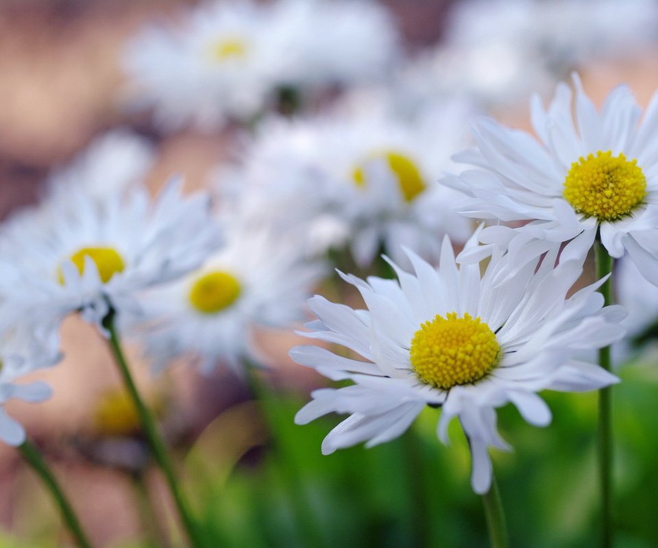 Обои цветы, макро, лепестки, ромашки, flowers, macro, petals, chamomile разрешение 2232x1484 Загрузить