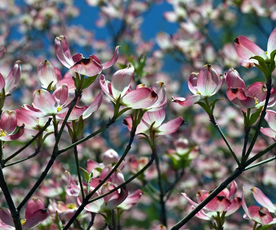 Обои природа, цветение, ветки, весна, магнолия, nature, flowering, branches, spring, magnolia разрешение 2400x1560 Загрузить