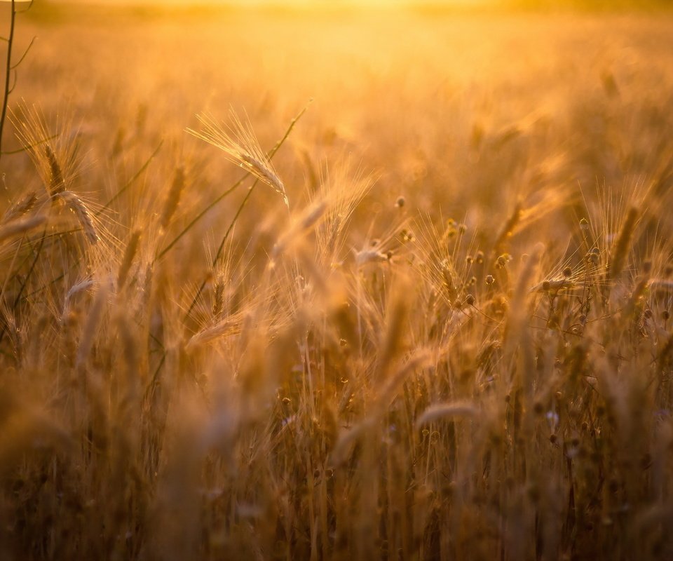 Обои природа, поле, лето, колосья, пшеница, рожь, nature, field, summer, ears, wheat, rye разрешение 2047x1275 Загрузить