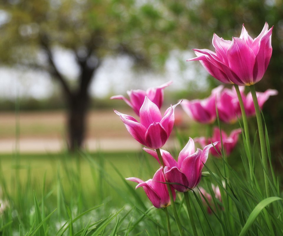 Обои природа, тюльпаны, боке, nature, tulips, bokeh разрешение 2048x1365 Загрузить