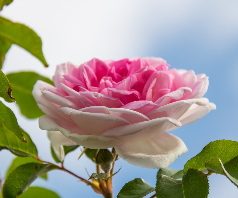 Обои небо, листья, макро, роза, бутон, the sky, leaves, macro, rose, bud разрешение 6000x4000 Загрузить