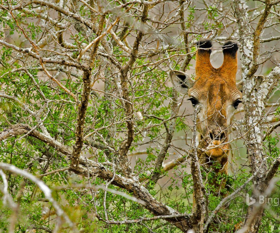 Обои дерево, ветки, африка, жираф, tree, branches, africa, giraffe разрешение 1920x1200 Загрузить