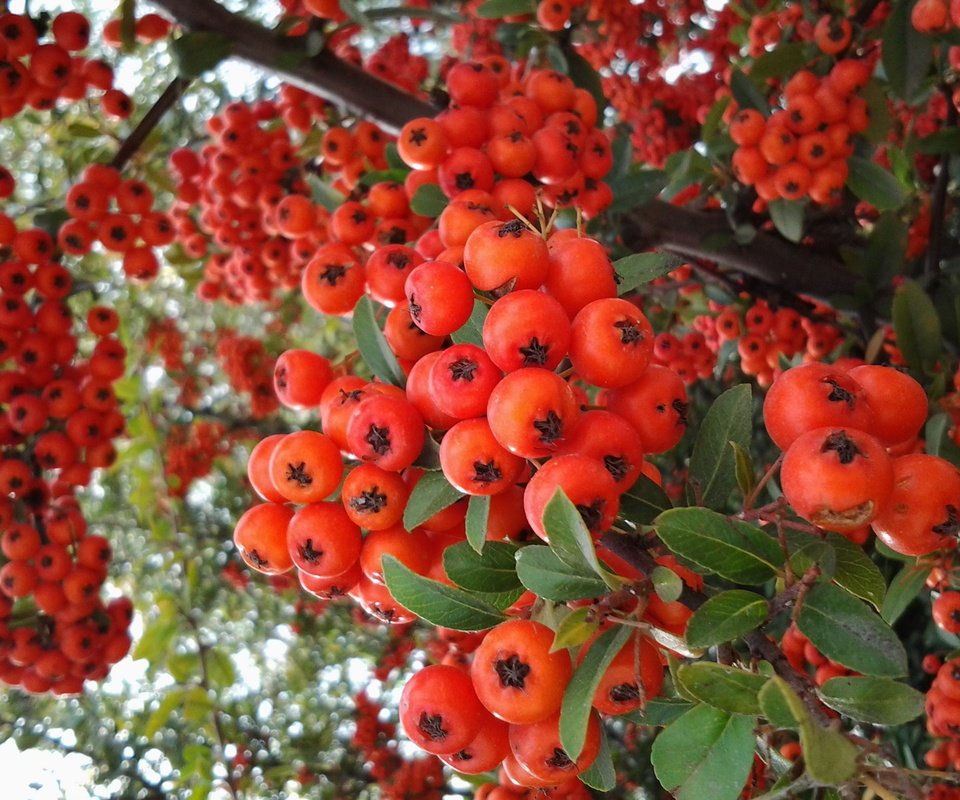 Обои ветки, красные, ягоды, плоды, рябина, branches, red, berries, fruit, rowan разрешение 2048x1536 Загрузить