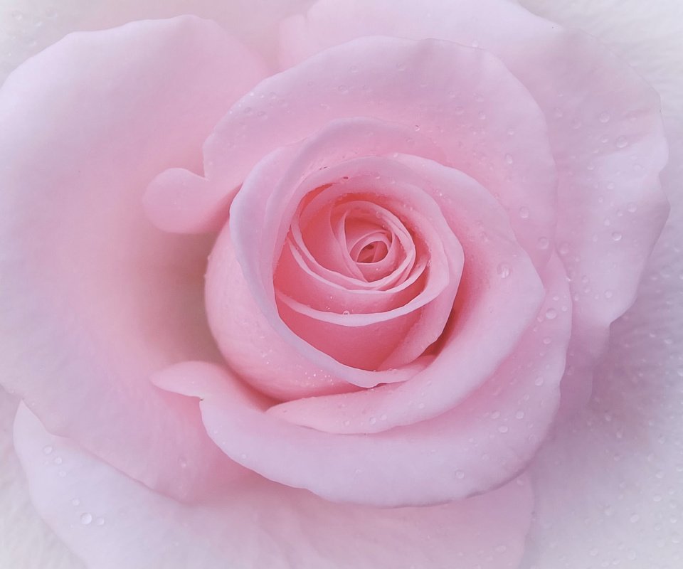 Обои макро, роза, лепестки, бутон, нежность, macro, rose, petals, bud, tenderness разрешение 2048x1550 Загрузить