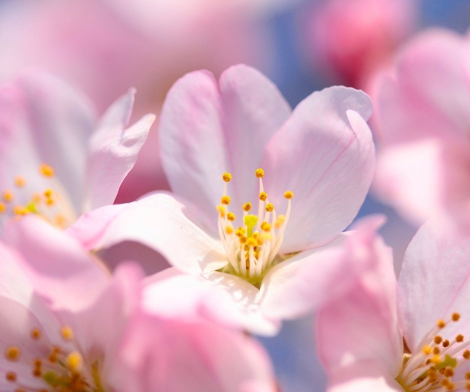 Обои цветение, макро, весна, вишня, сакура, цветки, flowering, macro, spring, cherry, sakura, flowers разрешение 2048x1365 Загрузить