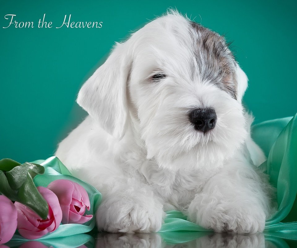 Обои щенок, тюльпаны, силихем-терьер, puppy, tulips, the sealyham terrier разрешение 3000x1841 Загрузить