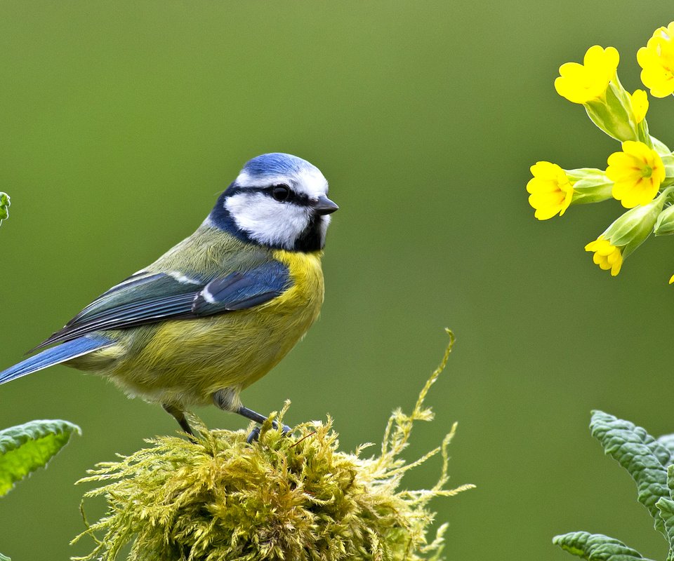 Обои цветы, птица, клюв, мох, перья, первоцвет, синица, лазоревка, flowers, bird, beak, moss, feathers, primrose, tit, blue tit разрешение 2043x1150 Загрузить