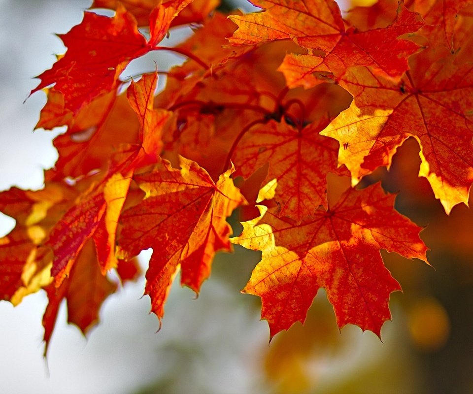 Обои листья, краски, осень, клен, leaves, paint, autumn, maple разрешение 1920x1278 Загрузить
