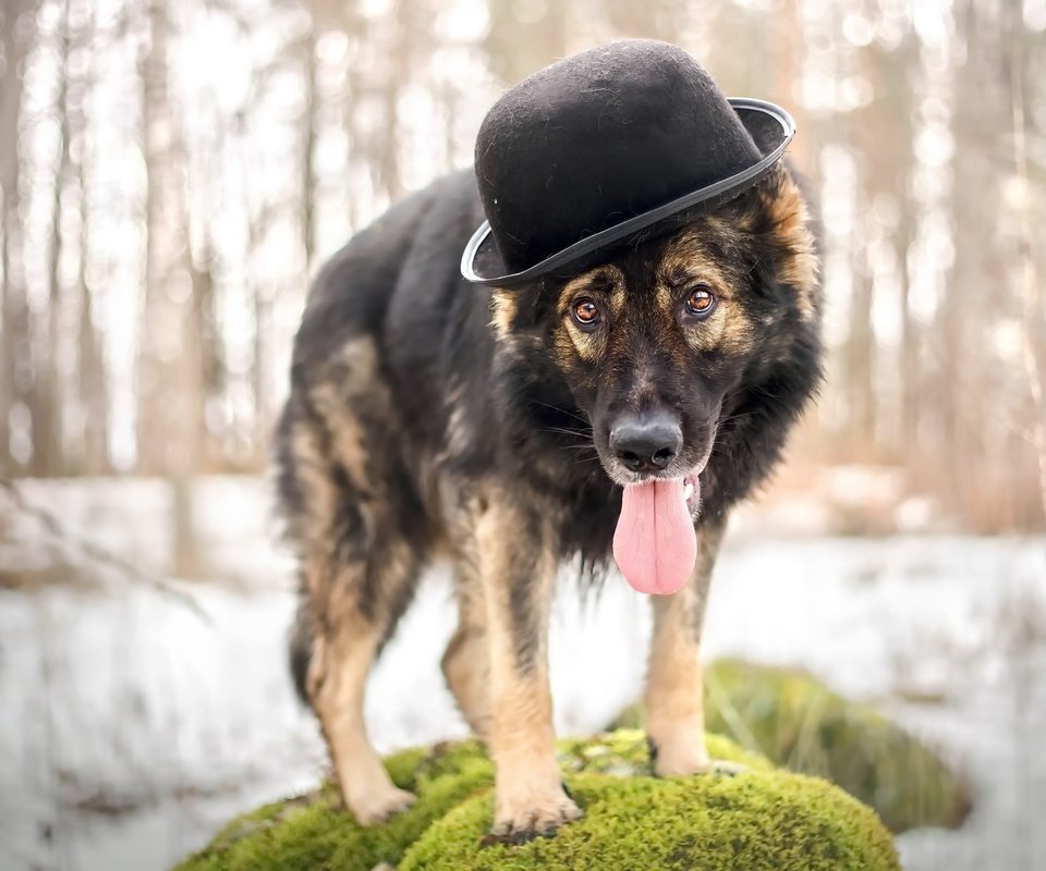 Обои взгляд, собака, друг, шляпа, овчарка, look, dog, each, hat, shepherd разрешение 2560x1618 Загрузить