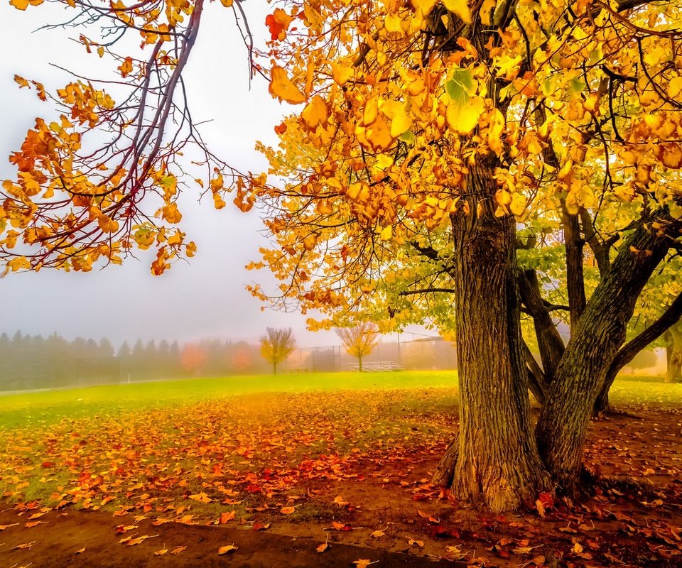 Обои деревья, листья, осень, trees, leaves, autumn разрешение 1920x1279 Загрузить